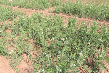 Hasat için çiftlikteki Pisum sativum bitkisi nakit mahsulü.