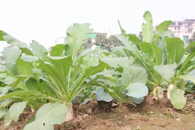 Çiftlikte ekilen turplar nakit mahsuldür. Doğal nitratları, lifleri var. Bu da kan akışını iyileştirebilir. obeziteyi azaltabilir. Kabızlığı önlemek için iyidir.