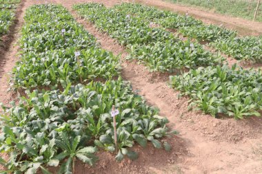 Turplar çiftlikte hasat için filizlenir. Nakit olarak. Doğal nitratları, lifleri var. Bu da kan akışını iyileştirebilir. obeziteyi azaltabilir. Kabızlığı önlemek için iyidir.