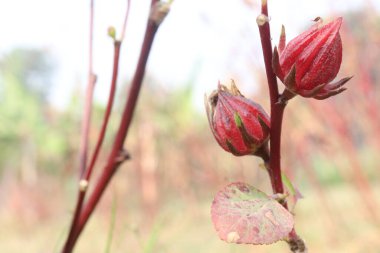 Hasat için çiftlikteki ağaçtaki Roselle nakit mahsulüdür.