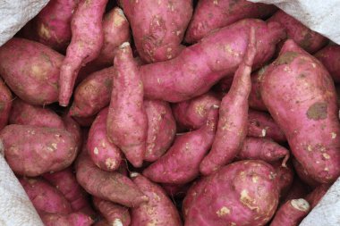 Tatlı Patates Ipomoea batataları satışta nakit mahsulleri var. Hızlı, bitki yetiştirmek kolaydır nemli, kurutulmuş topraklarda ve tam güneş altında gelişir. Lezzetli bir sebzedir ve besin değeri vardır.