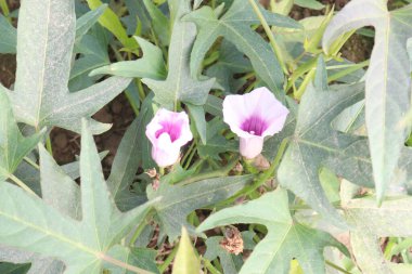 Çiftlikteki tatlı patates Ipomoea batataları satılık. Nakit ürünler. Hızlı, bitki yetiştirmek kolaydır nemli, kurutulmuş topraklarda ve tam güneş altında gelişir. Lezzetli bir sebzedir ve besin değeri vardır.