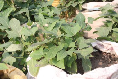 Çiftlikteki tatlı patates Ipomoea batataları satılık. Nakit ürünler. Hızlı, bitki yetiştirmek kolaydır nemli, kurutulmuş topraklarda ve tam güneş altında gelişir. Lezzetli bir sebzedir ve besin değeri vardır.