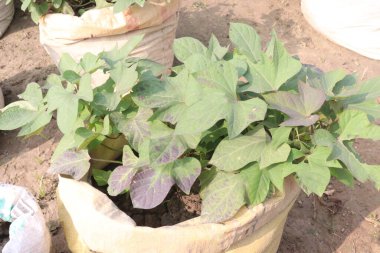 Çiftlikteki tatlı patates Ipomoea batataları satılık. Nakit ürünler. Hızlı, bitki yetiştirmek kolaydır nemli, kurutulmuş topraklarda ve tam güneş altında gelişir. Lezzetli bir sebzedir ve besin değeri vardır.