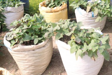 Çiftlikteki tatlı patates Ipomoea batataları satılık. Nakit ürünler. Hızlı, bitki yetiştirmek kolaydır nemli, kurutulmuş topraklarda ve tam güneş altında gelişir. Lezzetli bir sebzedir ve besin değeri vardır.