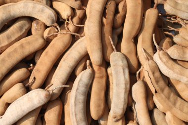 Satmak için demirhindi mağazası nakit mahsuldür. Lezbiyen, yenilebilir meyve veren bir ağaçtır. Sadece bu türü içerir. Fabaceae ailesine ait.