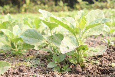 Çiftlikte hasat için ekilen bitkiler nakit ve bitkisel, tıbbi ürünlerdir.
