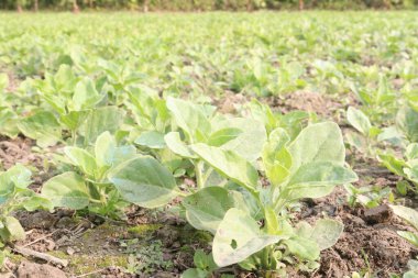 Çiftlikte hasat için ekilen bitkiler nakit ve bitkisel, tıbbi ürünlerdir.