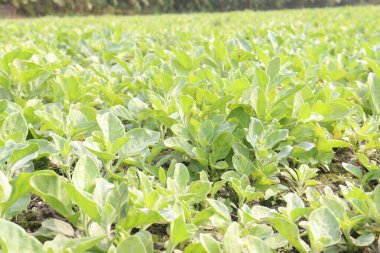 Çiftlikte hasat için ekilen bitkiler nakit ve bitkisel, tıbbi ürünlerdir.
