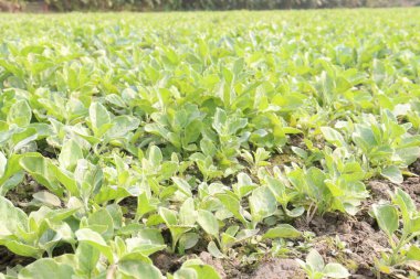 Çiftlikte hasat için ekilen bitkiler nakit ve bitkisel, tıbbi ürünlerdir.