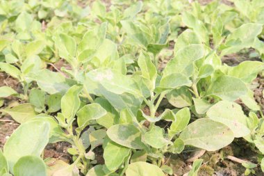 Çiftlikte hasat için ekilen bitkiler nakit ve bitkisel, tıbbi ürünlerdir.