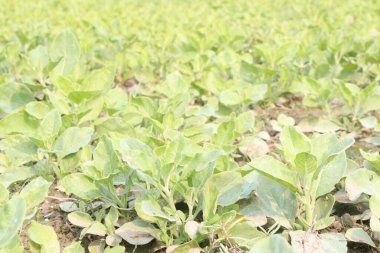 Çiftlikte hasat için ekilen bitkiler nakit ve bitkisel, tıbbi ürünlerdir.