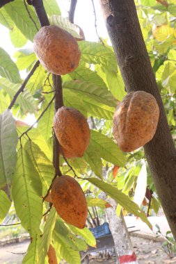 Theobroma kakaosu çiftlikteki ağaçta hasat için, çikolata ve ruj ise nakit mahsulüdür.