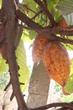 Theobroma kakaosu çiftlikteki ağaçta hasat için, çikolata ve ruj ise nakit mahsulüdür.
