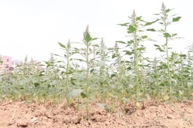 Çiftlikteki beyaz kaz ayağı ekinleri nakit mahsulüdür. Ütü, demir, kalsiyum, potasyum, magnezyum, A, C, B6 vitaminleri, besleyici, kan temizleyici