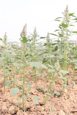 Çiftlikteki beyaz kaz ayağı ekinleri nakit mahsulüdür. Ütü, demir, kalsiyum, potasyum, magnezyum, A, C, B6 vitaminleri, besleyici, kan temizleyici