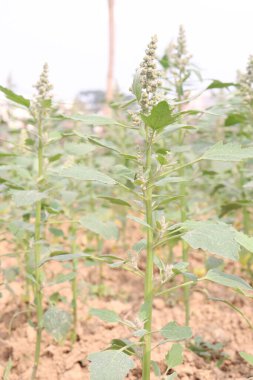 Çiftlikteki beyaz kaz ayağı ekinleri nakit mahsulüdür. Ütü, demir, kalsiyum, potasyum, magnezyum, A, C, B6 vitaminleri, besleyici, kan temizleyici