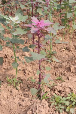 Çiftlikteki beyaz kaz ayağı ekinleri nakit mahsulüdür. Ütü, demir, kalsiyum, potasyum, magnezyum, A, C, B6 vitaminleri, besleyici, kan temizleyici