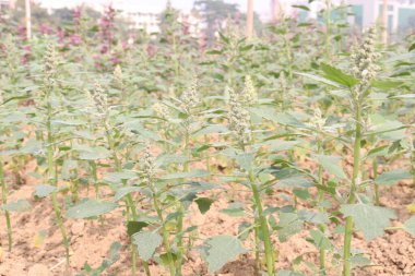 Çiftlikteki beyaz kaz ayağı ekinleri nakit mahsulüdür. Ütü, demir, kalsiyum, potasyum, magnezyum, A, C, B6 vitaminleri, besleyici, kan temizleyici