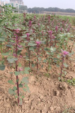 Çiftlikteki beyaz kaz ayağı ekinleri nakit mahsulüdür. Ütü, demir, kalsiyum, potasyum, magnezyum, A, C, B6 vitaminleri, besleyici, kan temizleyici