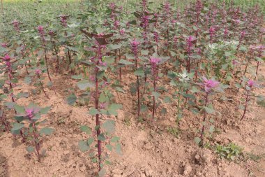 Çiftlikteki beyaz kaz ayağı ekinleri nakit mahsulüdür. Ütü, demir, kalsiyum, potasyum, magnezyum, A, C, B6 vitaminleri, besleyici, kan temizleyici