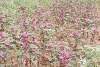 Çiftlikteki beyaz kaz ayağı ekinleri nakit mahsulüdür. Ütü, demir, kalsiyum, potasyum, magnezyum, A, C, B6 vitaminleri, besleyici, kan temizleyici