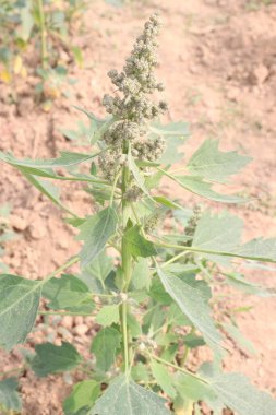 Çiftlikteki beyaz kaz ayağı ekinleri nakit mahsulüdür. Ütü, demir, kalsiyum, potasyum, magnezyum, A, C, B6 vitaminleri, besleyici, kan temizleyici