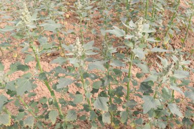 Çiftlikteki beyaz kaz ayağı ekinleri nakit mahsulüdür. Ütü, demir, kalsiyum, potasyum, magnezyum, A, C, B6 vitaminleri, besleyici, kan temizleyici