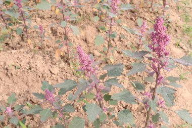 Çiftlikteki beyaz kaz ayağı ekinleri nakit mahsulüdür. Ütü, demir, kalsiyum, potasyum, magnezyum, A, C, B6 vitaminleri, besleyici, kan temizleyici