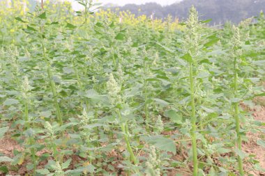 Çiftlikteki beyaz kaz ayağı ekinleri nakit mahsulüdür. Ütü, demir, kalsiyum, potasyum, magnezyum, A, C, B6 vitaminleri, besleyici, kan temizleyici