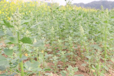 Çiftlikteki beyaz kaz ayağı ekinleri nakit mahsulüdür. Ütü, demir, kalsiyum, potasyum, magnezyum, A, C, B6 vitaminleri, besleyici, kan temizleyici