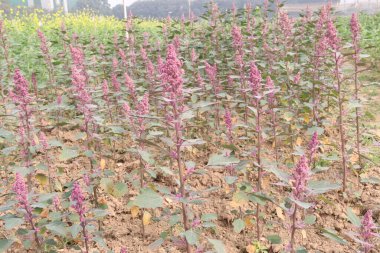 Çiftlikteki beyaz kaz ayağı ekinleri nakit mahsulüdür. Ütü, demir, kalsiyum, potasyum, magnezyum, A, C, B6 vitaminleri, besleyici, kan temizleyici