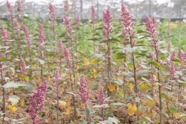 Çiftlikteki beyaz kaz ayağı ekinleri nakit mahsulüdür. Ütü, demir, kalsiyum, potasyum, magnezyum, A, C, B6 vitaminleri, besleyici, kan temizleyici