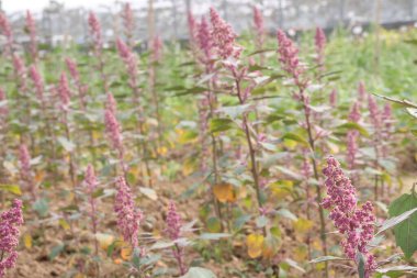Çiftlikteki beyaz kaz ayağı ekinleri nakit mahsulüdür. Ütü, demir, kalsiyum, potasyum, magnezyum, A, C, B6 vitaminleri, besleyici, kan temizleyici