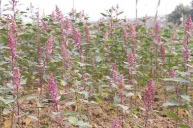 Çiftlikteki beyaz kaz ayağı ekinleri nakit mahsulüdür. Ütü, demir, kalsiyum, potasyum, magnezyum, A, C, B6 vitaminleri, besleyici, kan temizleyici