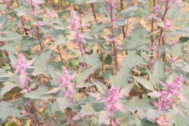 Çiftlikteki beyaz kaz ayağı ekinleri nakit mahsulüdür. Ütü, demir, kalsiyum, potasyum, magnezyum, A, C, B6 vitaminleri, besleyici, kan temizleyici