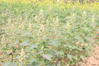 Çiftlikteki beyaz kaz ayağı ekinleri nakit mahsulüdür. Ütü, demir, kalsiyum, potasyum, magnezyum, A, C, B6 vitaminleri, besleyici, kan temizleyici