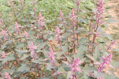 Çiftlikteki beyaz kaz ayağı ekinleri nakit mahsulüdür. Ütü, demir, kalsiyum, potasyum, magnezyum, A, C, B6 vitaminleri, besleyici, kan temizleyici