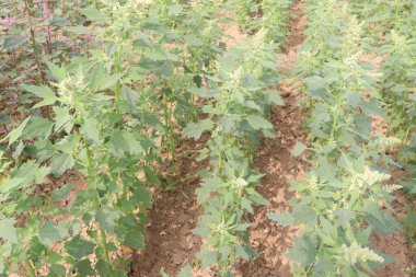 Çiftlikteki beyaz kaz ayağı ekinleri nakit mahsulüdür. Ütü, demir, kalsiyum, potasyum, magnezyum, A, C, B6 vitaminleri, besleyici, kan temizleyici