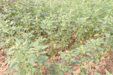 Çiftlikteki beyaz kaz ayağı ekinleri nakit mahsulüdür. Ütü, demir, kalsiyum, potasyum, magnezyum, A, C, B6 vitaminleri, besleyici, kan temizleyici