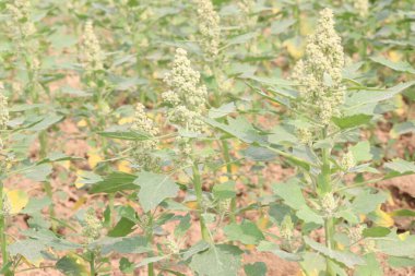 Çiftlikteki beyaz kaz ayağı ekinleri nakit mahsulüdür. Ütü, demir, kalsiyum, potasyum, magnezyum, A, C, B6 vitaminleri, besleyici, kan temizleyici