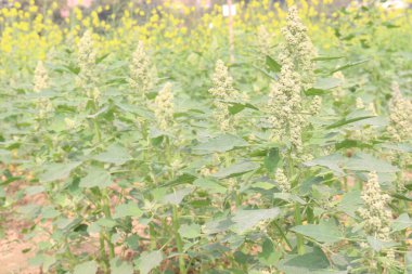 Çiftlikteki beyaz kaz ayağı ekinleri nakit mahsulüdür. Ütü, demir, kalsiyum, potasyum, magnezyum, A, C, B6 vitaminleri, besleyici, kan temizleyici