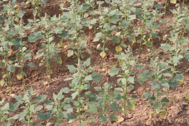 Çiftlikteki beyaz kaz ayağı ekinleri nakit mahsulüdür. Ütü, demir, kalsiyum, potasyum, magnezyum, A, C, B6 vitaminleri, besleyici, kan temizleyici