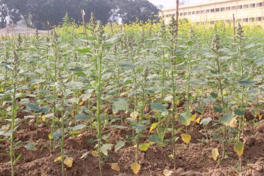 Çiftlikteki beyaz kaz ayağı ekinleri nakit mahsulüdür. Ütü, demir, kalsiyum, potasyum, magnezyum, A, C, B6 vitaminleri, besleyici, kan temizleyici