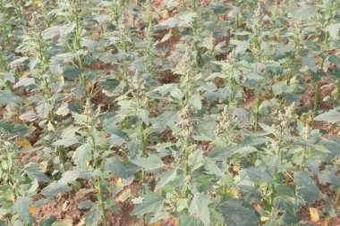 Çiftlikteki beyaz kaz ayağı ekinleri nakit mahsulüdür. Ütü, demir, kalsiyum, potasyum, magnezyum, A, C, B6 vitaminleri, besleyici, kan temizleyici