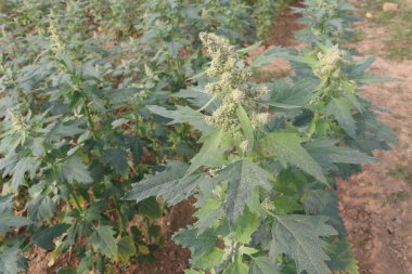 Çiftlikteki beyaz kaz ayağı ekinleri nakit mahsulüdür. Ütü, demir, kalsiyum, potasyum, magnezyum, A, C, B6 vitaminleri, besleyici, kan temizleyici