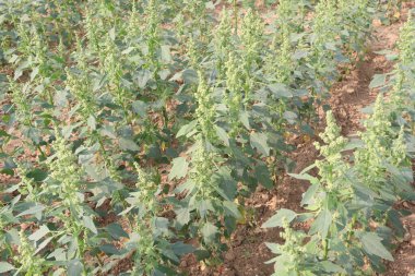 Çiftlikteki beyaz kaz ayağı ekinleri nakit mahsulüdür. Ütü, demir, kalsiyum, potasyum, magnezyum, A, C, B6 vitaminleri, besleyici, kan temizleyici