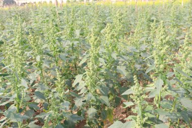 Çiftlikteki beyaz kaz ayağı ekinleri nakit mahsulüdür. Ütü, demir, kalsiyum, potasyum, magnezyum, A, C, B6 vitaminleri, besleyici, kan temizleyici