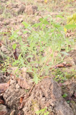 Çiftlikteki beyaz kaz ayağı ekinleri nakit mahsulüdür. Ütü, demir, kalsiyum, potasyum, magnezyum, A, C, B6 vitaminleri, besleyici, kan temizleyici