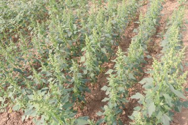 Çiftlikteki beyaz kaz ayağı ekinleri nakit mahsulüdür. Ütü, demir, kalsiyum, potasyum, magnezyum, A, C, B6 vitaminleri, besleyici, kan temizleyici